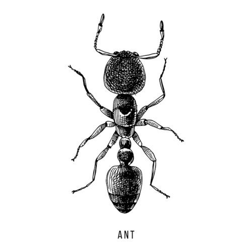 ant facts