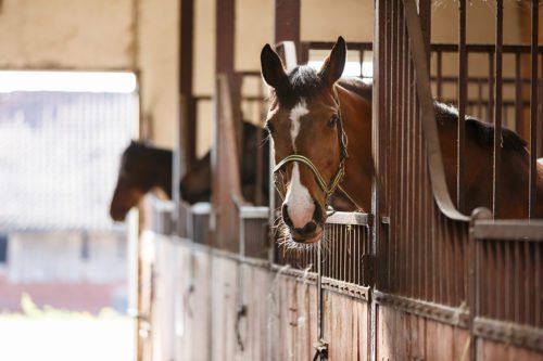 pest control for horse barns