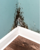 Mold and Moisture