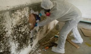 Local Mold Removal