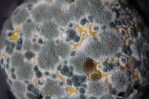 Spotted Mold