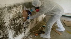 Here's What You Need to Do After Your Mold Remediation