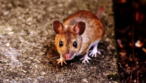 Mice in the Attic