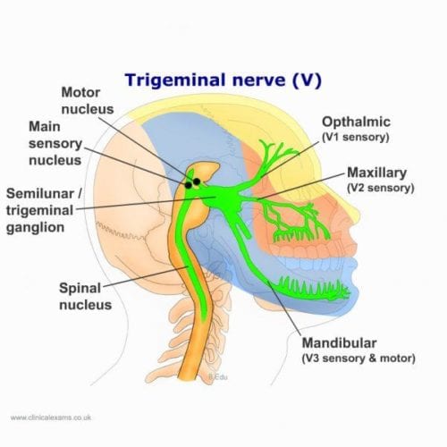 A Correction of the Upper Neck Could Help Alleviate Trigeminal Neuralgia Symptoms