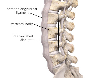 Understanding Spinal Mechanics and Degeneration