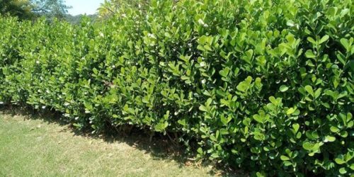 Clusia Hedges