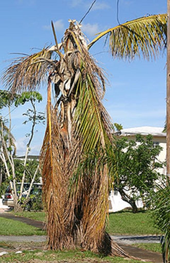 Post Hurricane Cleanup: Taking Care of Your Trees