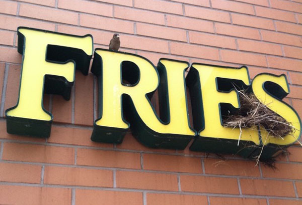 This smart bird found room and board in the FRIES sign.