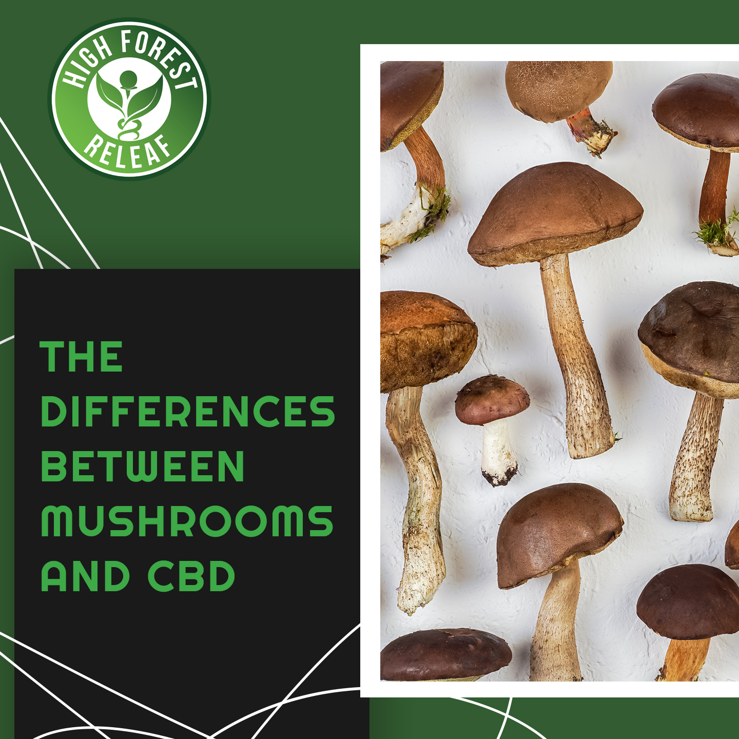 The Differences Between Mushrooms and CBD High Forest ReLeaf Hohenwald TN