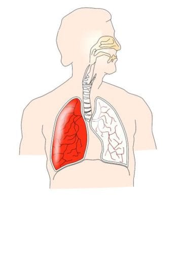 Respiratory Lungs