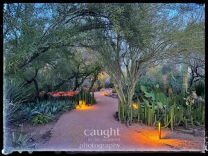 Illuminated pathway in a desert scape botanical garden.