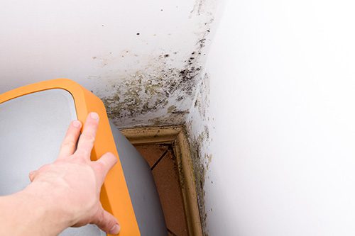 5 Reasons for Mold in Your Crawlspace