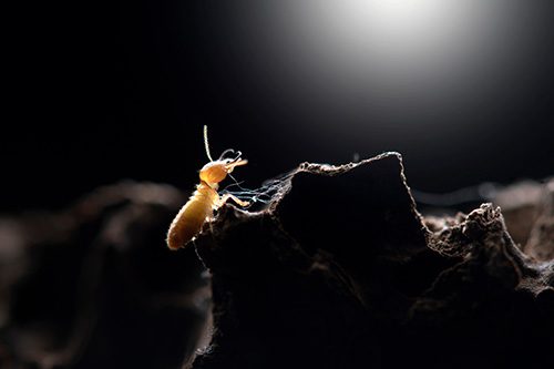 crawl space attract termites