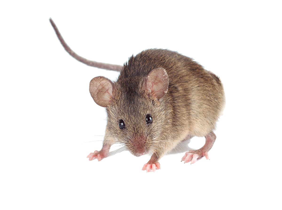 Muscle Shoals Al How To Prevent Mice Infestations Pest Control News