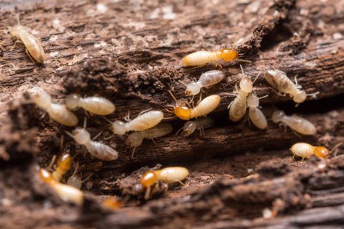 signs of termites