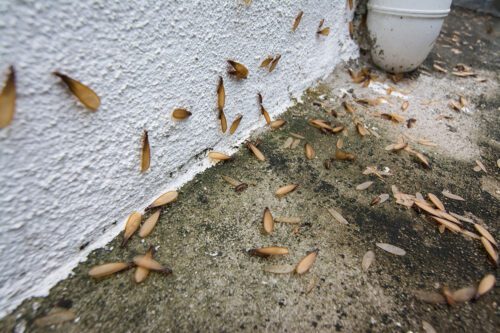 Termite Season in Alabama