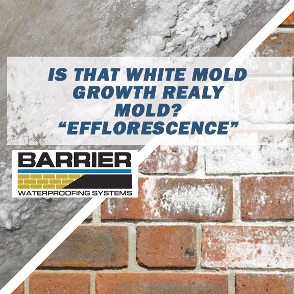White Mold Growth Removal Services – Learn About Efflorescence – BWS  Nashvillle