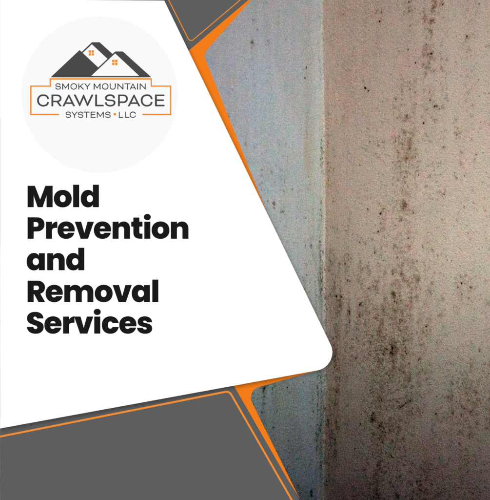 Crawl Space and Basement Mold Prevention and Removal