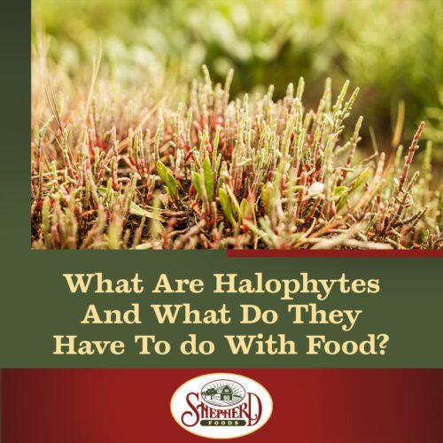 Shepherd-Foods-What-Are-Halophytes-And-What-Do-They-Have-To-Do-With-Food
