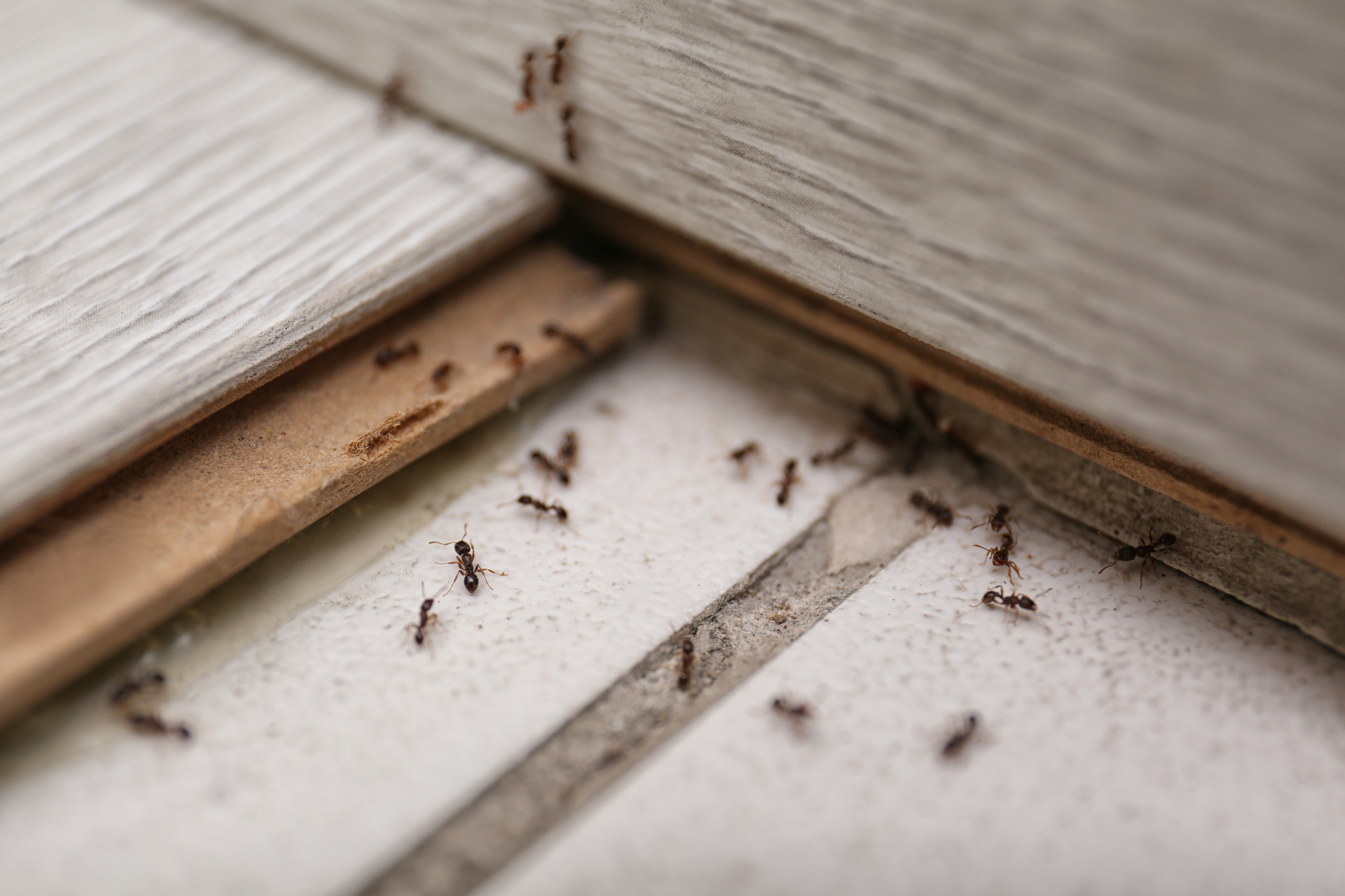 Ant Control