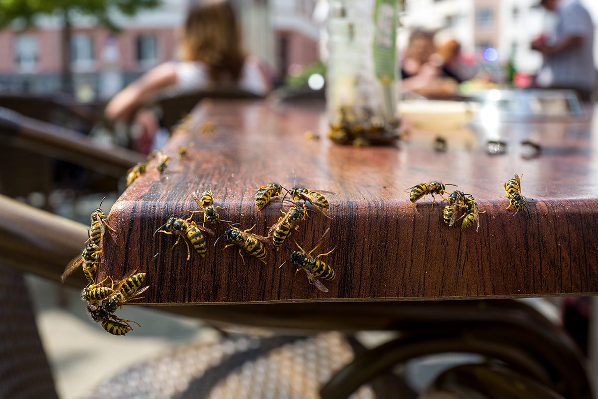 Wasp Pest Control