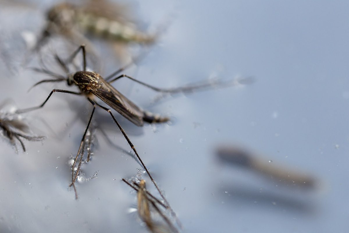 mosquito control misting system