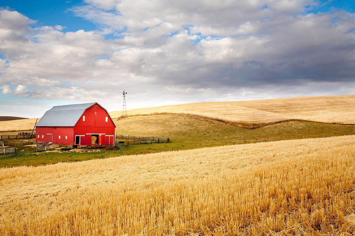 barn pests