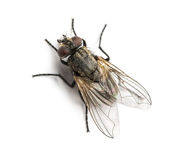 how to keep flies away