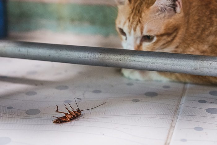 how to get rid of cockroaches