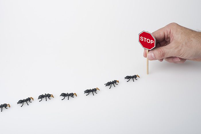 ant control tips