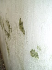 Mold on the wall