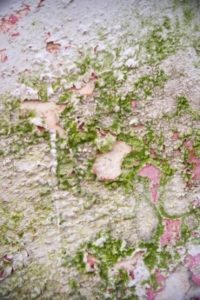 Ground