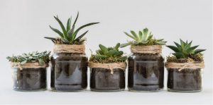 Houseplants