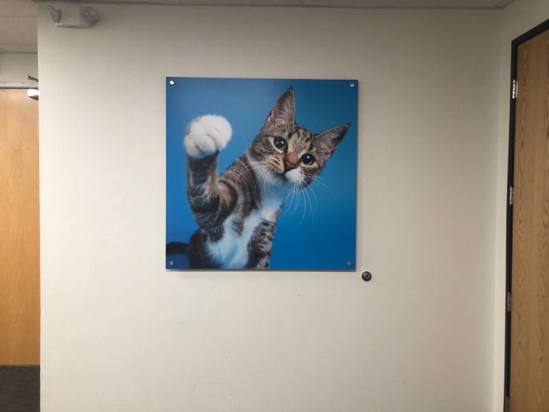 Office Wall Art and Wall Lettering Decorate Los Angeles Campus for NVA!