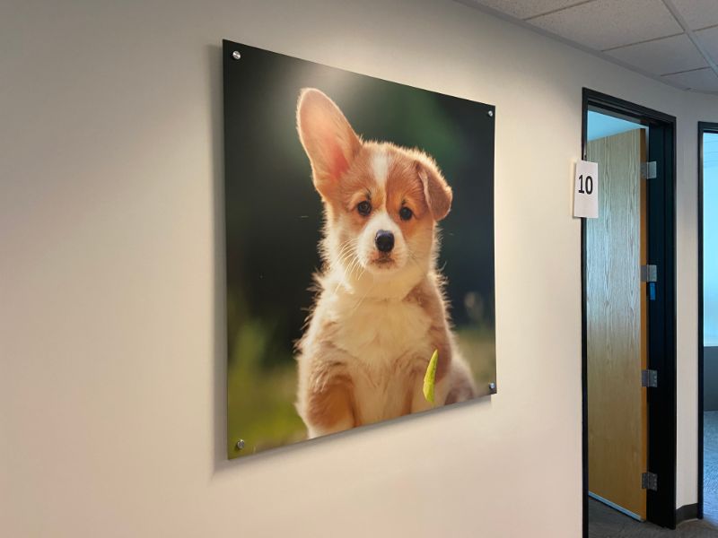 Office Wall Art Decorates at Corporate Headquarters for NVA in Los Angeles