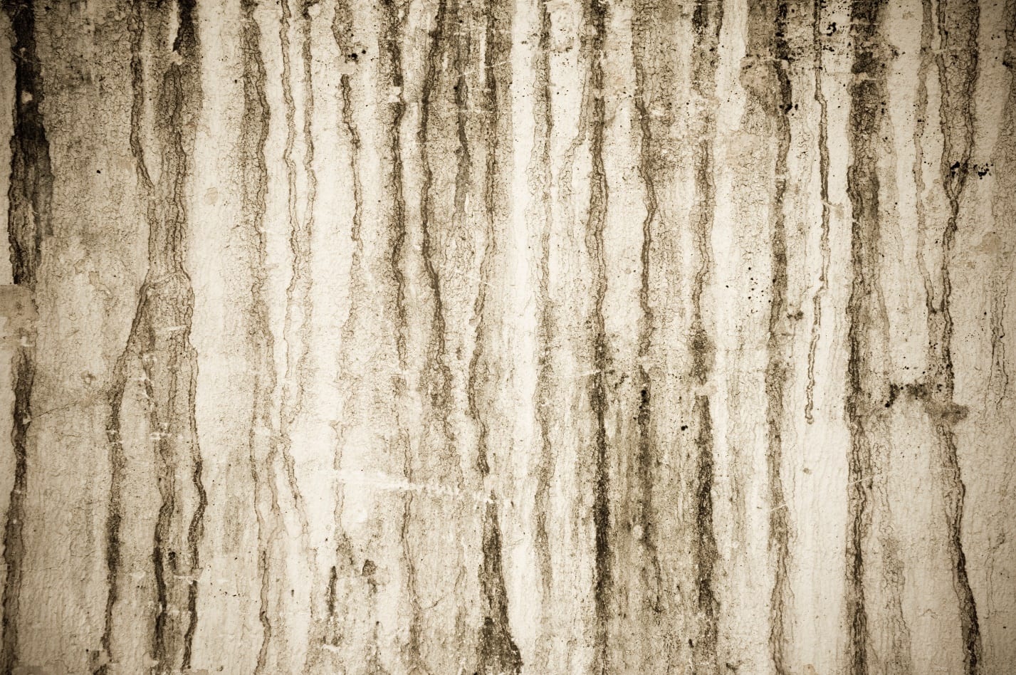 Mold Grow