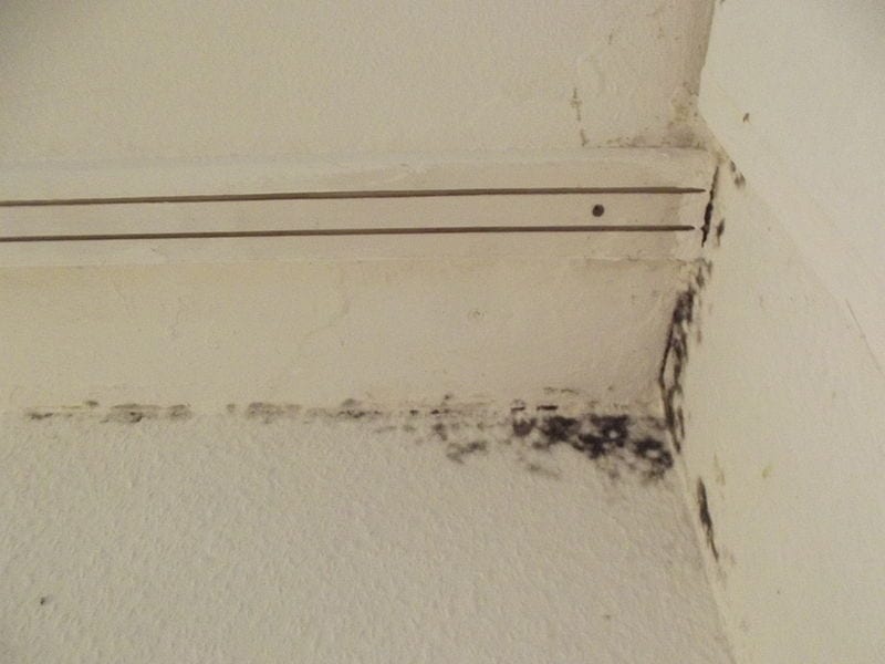 Mold Damage