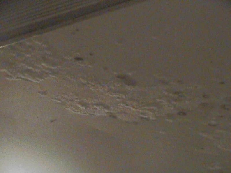 Mold Remediation