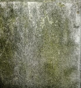 Mold