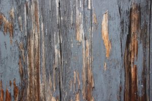 Wood Rot