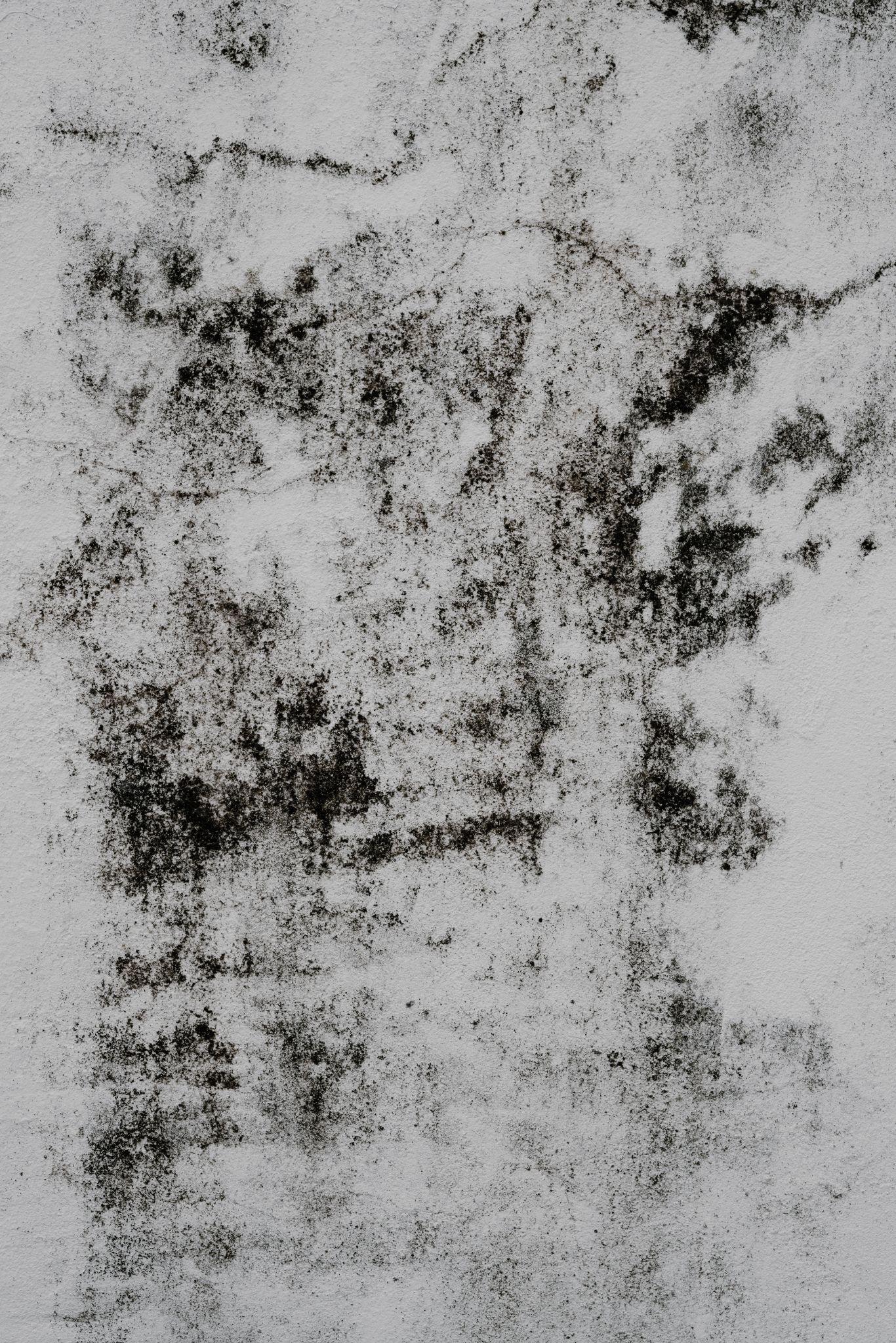 Mold in Kitchen