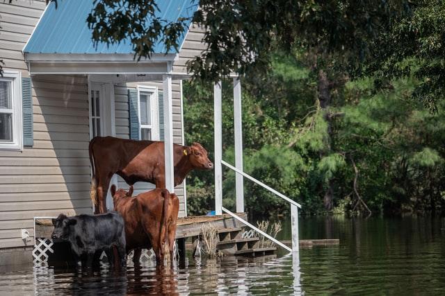 Flood Damage
