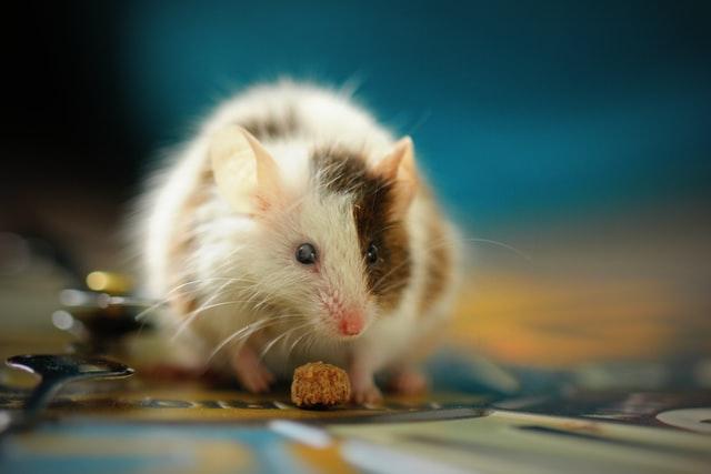 Chicago, IL – Critter Decontamination Services from a Biohazard Cleanup Company