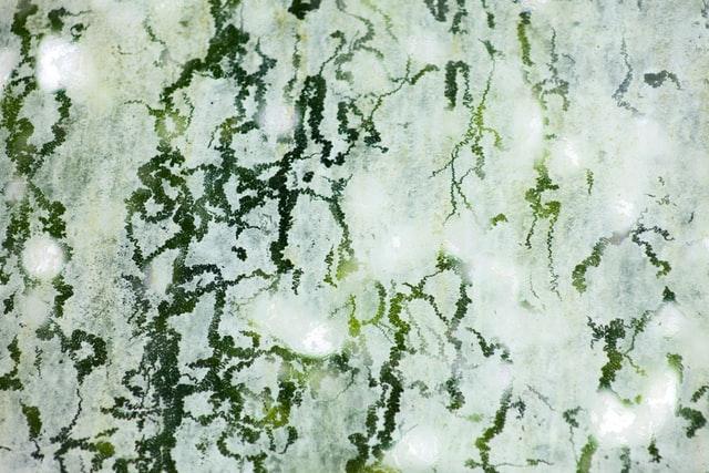 Mold Remediation
