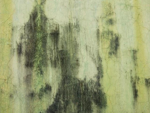 Mold Inspection