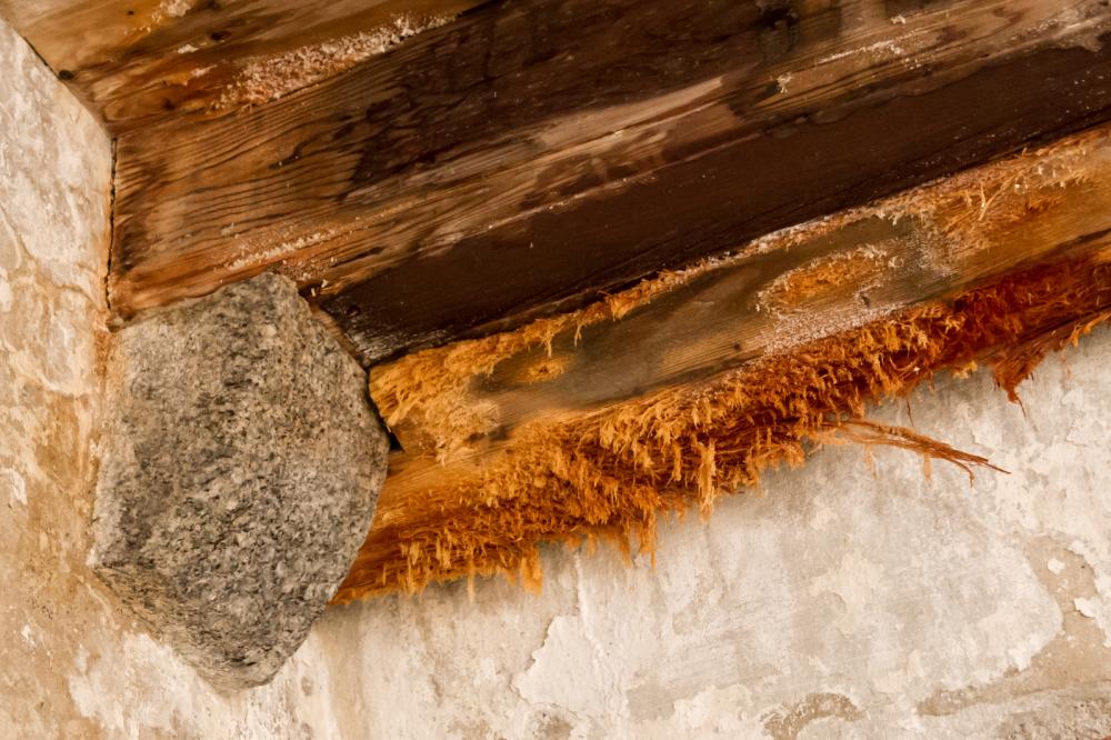 Water Damage Wood