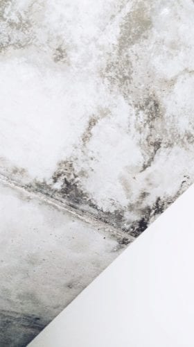 Mold removal and remediation