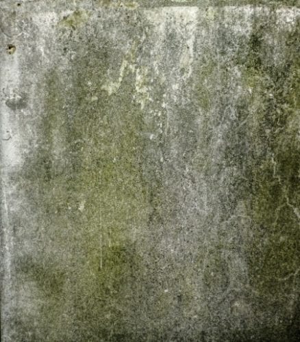 Mold on the Wall