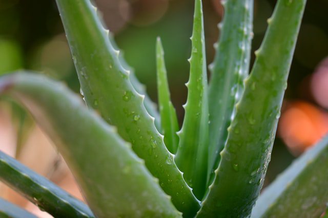 Iced Aloe