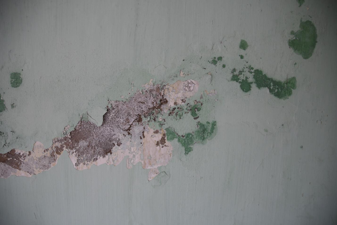 Mold Exposure